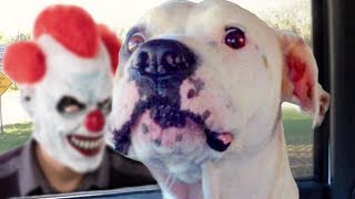 Funny Dogs Scared of Masks Compilation [upl. by Subocaj358]