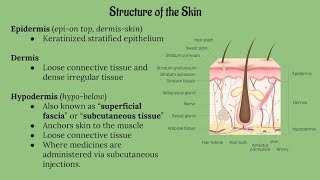 Integumentary System Lecture CHAPTER 5 [upl. by Ioj279]