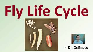 Fly Life Cycle [upl. by Reisch130]