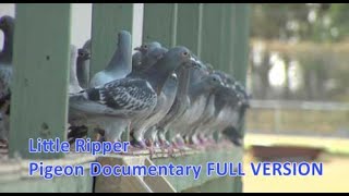 Little Ripper  Pigeon Racing Documentary [upl. by Dymoke]