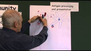 Immunity 11 Antigen Presenting Cells [upl. by Majka]