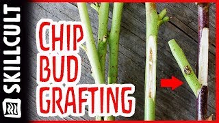 Easy Summer Chip Bud Grafting W Mark Albert Fruit Tree Graft Demonstration [upl. by Enitsrik]