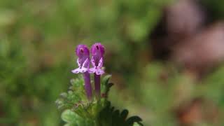 Henbit Lamium amplexicaule Wild Edible and Medicinal plants of the Southeastern United states [upl. by Ahsimik255]