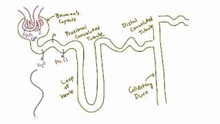 Reabsorption in the Nephron [upl. by Eluk911]