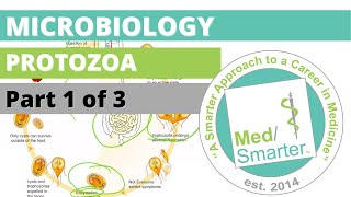 Protozoa  Microbiology  USMLE STEP 1  Part 1 of 3 [upl. by Noe]