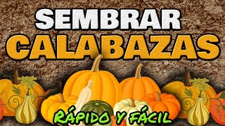 Cómo Sembrar Y Cultivar Calabaza o Zapallo ▶ RÁPIDO y Fácil [upl. by Gallenz]