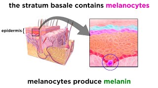 The Integumentary System [upl. by Dorelle]