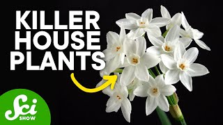 9 Poisonous Plants You Might Own [upl. by Revell]