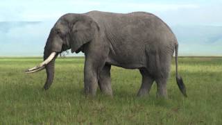 Elephant  Safari Ngorongoro Crater Africa [upl. by Jaquelyn126]