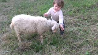 Cute sheep with a child playing [upl. by Flessel]