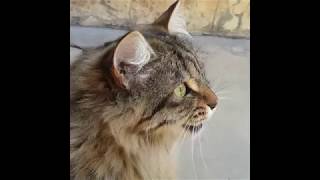 Cats Chirping and Chattering  CAT COMPILATION [upl. by Imailiv]