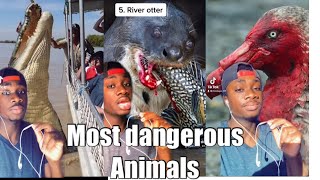 Most Dangerous Animals on Each Continent Mndiaye97 TikTok Compilation [upl. by Og164]