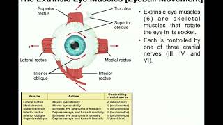 What Happens Inside Your Eyes  3D Animation [upl. by Grieve954]