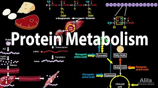 Protein Metabolism Overview Animation [upl. by Won351]