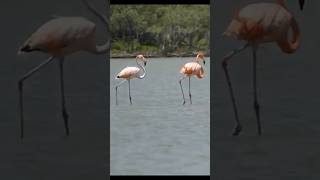 Flamingo in Colombia  preview [upl. by Tripp]