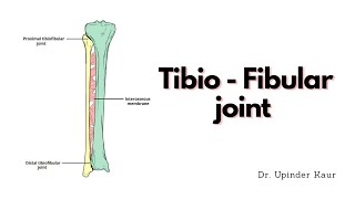 Tibio  Fibular joint [upl. by Retsek283]