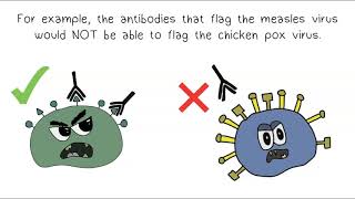 Antigens amp Antibodies [upl. by Aloisius]