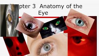 SCLERA ANATOMY basic concept to undrstand pathology [upl. by Asyram]