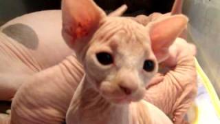 Hairless Sphynx amp Hairless Dwarf Bambino Cats amp Kittens [upl. by Anawat]