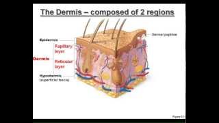 LECTURE The Integumentary System [upl. by Ikcir]