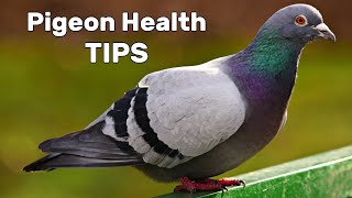 Pigeon Diseases and Treatment [upl. by Liris]