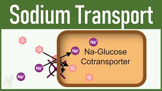 12 Sodium Transport in Tubular processing 3D [upl. by Odlamur]