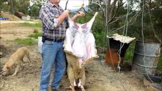 Homesteading  Slaughtering and Butchering Lambs  Part One [upl. by Rakabuba668]