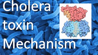 Cholera toxin mechanism [upl. by Marashio]