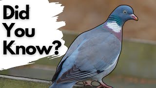 Things you need to know about WOOD PIGEONS [upl. by Eitac]