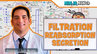 Renal  Filtration Reabsorption and Secretion Overview [upl. by Nayek828]