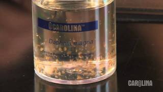 How to Care for Daphnia [upl. by Grosvenor372]