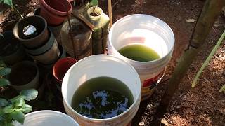 How to grow Green Water Algae [upl. by Trometer]