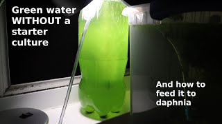 Green Water WITHOUT a Starter Culture  From Scratch  How To [upl. by Anatol976]