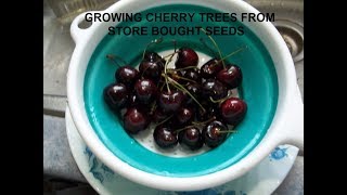 Growing Cherry trees from Store Bought Cherries [upl. by Monk499]