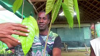 Bud grafting of cocoa in East Sepik [upl. by Nossyla]