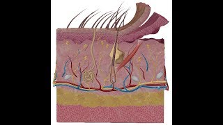 Skin anatomy  DR  Sameh Ghazy [upl. by Mosera]