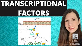 TRANSCRIPTIONAL FACTORS Gene regulation and the role of oestrogen explained [upl. by Jalbert472]