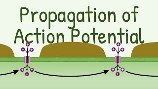 Propagation of Action Potential [upl. by Issor]