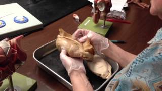 Male bull testicles dissection [upl. by Ati]