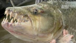 River Monsters 80 lb Piranha [upl. by Hendrik]