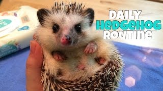 Hedgehog Care Daily Hedgehog Routine [upl. by Robillard427]