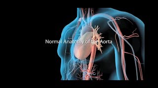 Anatomy of CT scans Thoracic cavity [upl. by Namar]