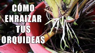 Como Enraizar a tus Orquídeas  Orquiplanet [upl. by Aikaz]