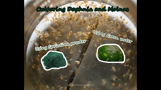 How To Culture Daphnia and Moinas using Green Water Spirulina powder [upl. by Swayder902]