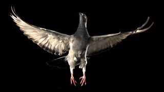 Slow Motion Pigeon Flight  BBC Earth [upl. by Neeruam238]