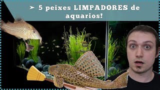 5 peixes LIMPADORES de aquário [upl. by Afinom83]