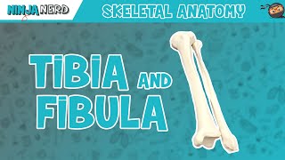 Tibia amp Fibula Anatomy [upl. by Hyacinthie928]