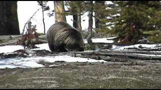 Ursus arctos horribilis  Grizzly Bear [upl. by Oigroeg]