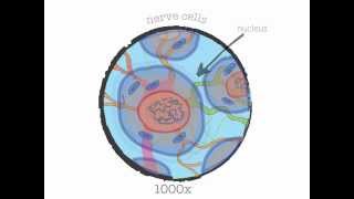 Genetics 101 Part 1 of 5 What are genes [upl. by Beatrice]