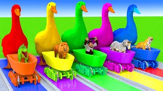 5 Giant Duck CartoonCowElephantTigerLionGorillaPaint Wild Animals Crossing Fountain Animation [upl. by Scarrow857]